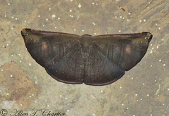 Cyphoedma transvolutata