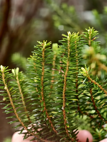 Island Besom Heath (Erica platycodon)