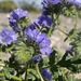 Distant Phacelia - Photo (c) Matt Berger, some rights reserved (CC BY), uploaded by Matt Berger