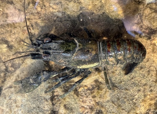 Spinycheek Crayfish, photo 4 of 7