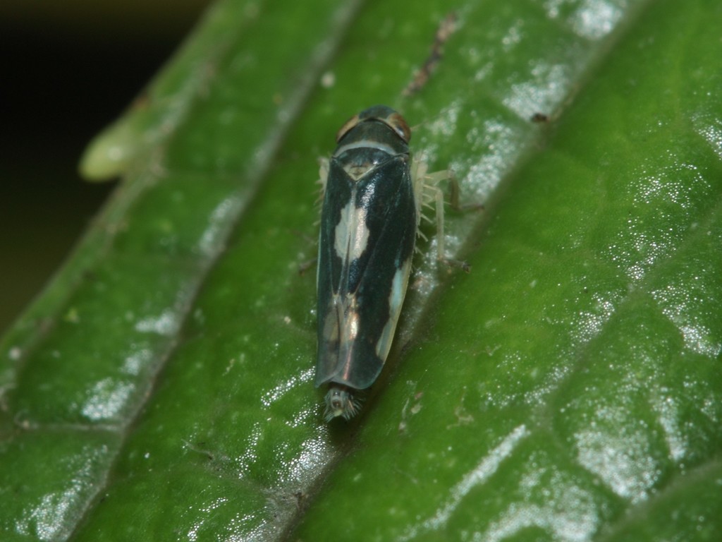 Nesophrosyne