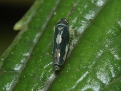 Nesophrosyne broussaisiai