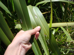 Orthoclydon praefectata