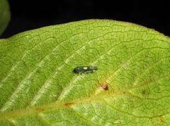 Nesophrosyne pele