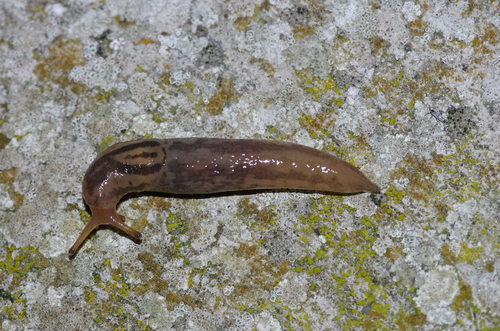 Limax maximus