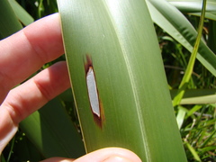 Orthoclydon praefectata