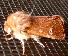 Psaphida styracis