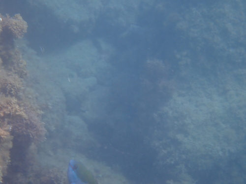 Sparisoma aurofrenatum