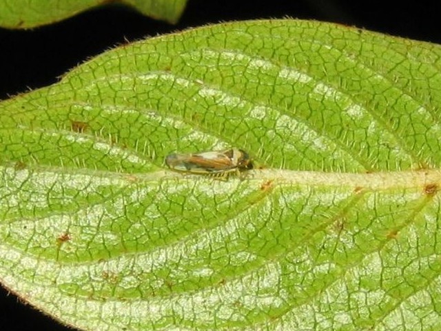 Nesophrosyne giffardi