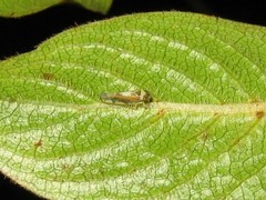 Nesophrosyne giffardi