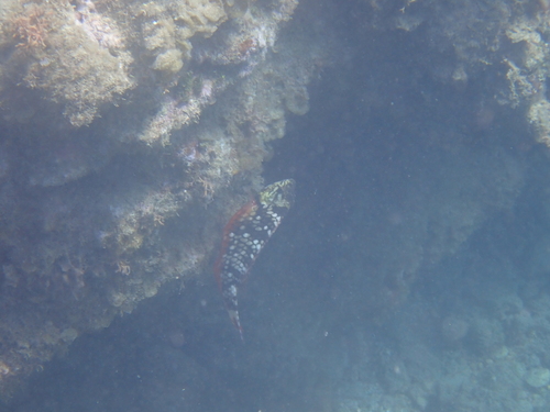 Sparisoma viride
