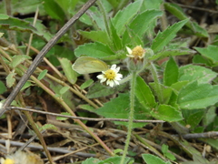 Millerieae