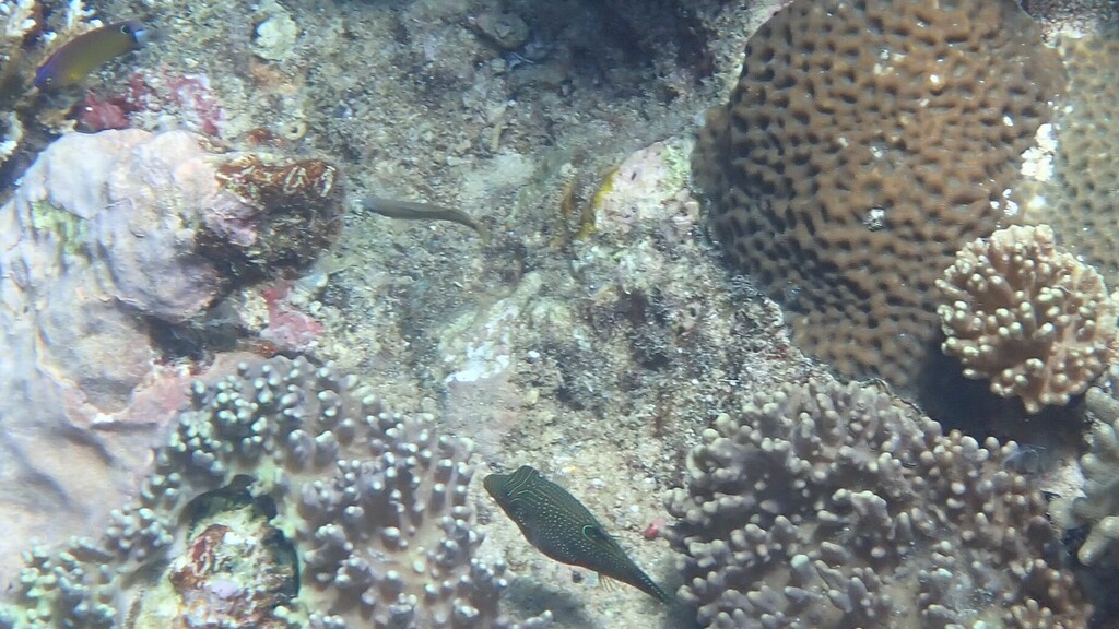 False-eyed Pufferfish (Canthigaster papua)