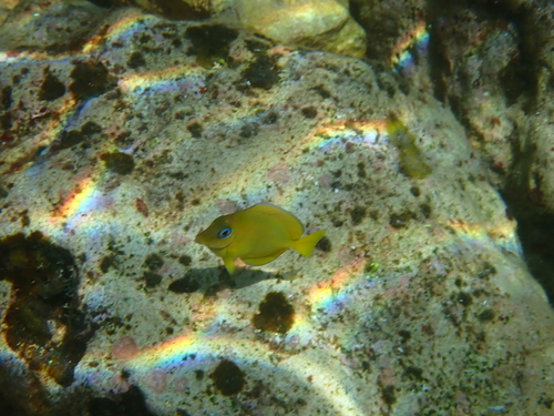 Acanthurus coeruleus