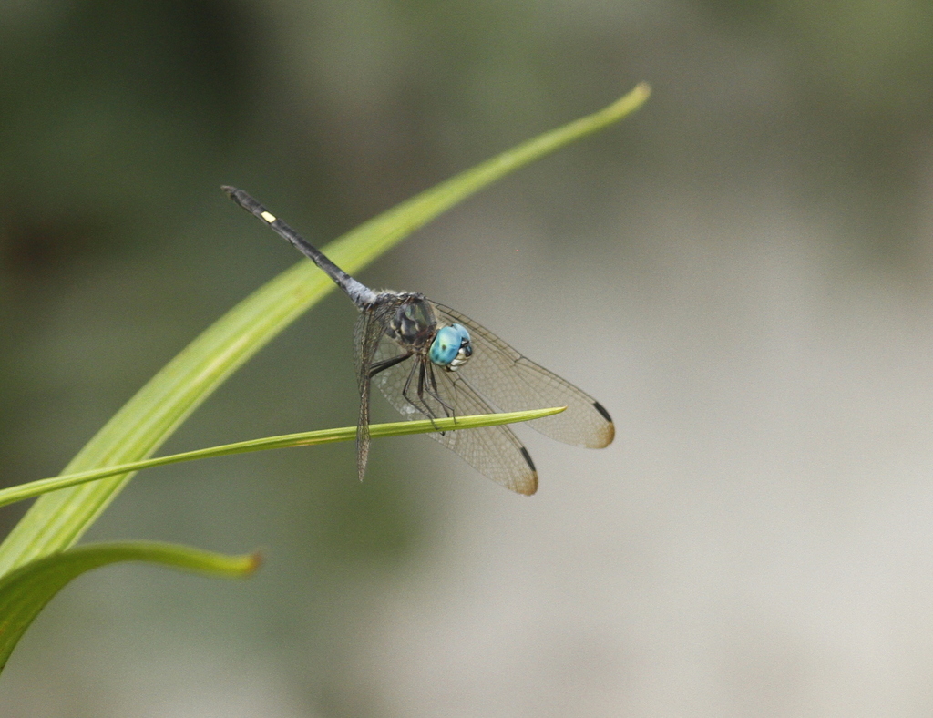 Black Dasher