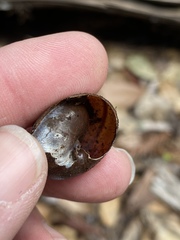 Helminthoglypta arrosa