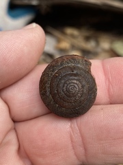 Helminthoglypta arrosa