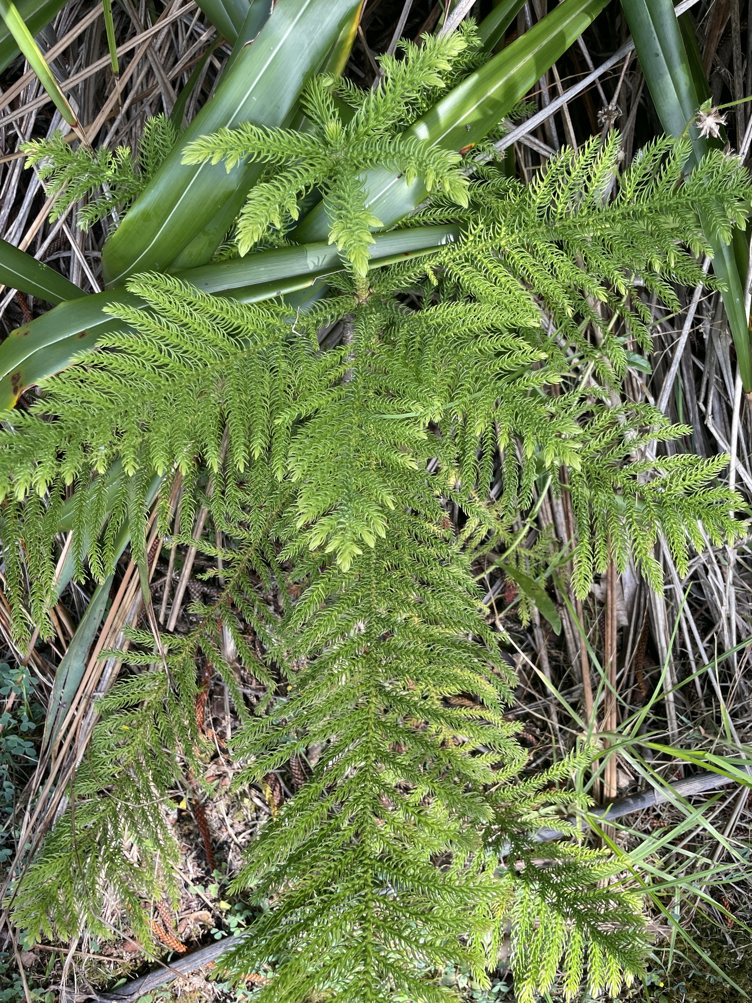 Norfolk Island Pine (Araucaria heterophylla)