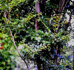 Nothofagus nitida