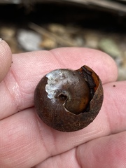 Helminthoglypta arrosa