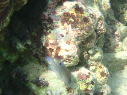 Stegastes adustus