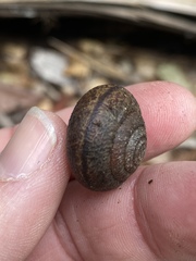 Helminthoglypta arrosa