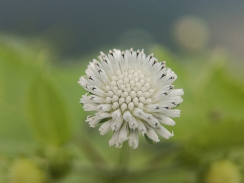 Snow Squarestem (Melanthera nivea)