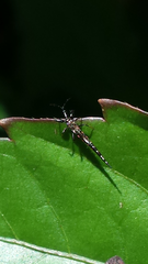 Idolothrips spectrum