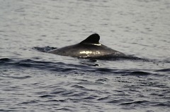 Cephalorhynchus eutropia