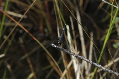 Erythrodiplax maculosa