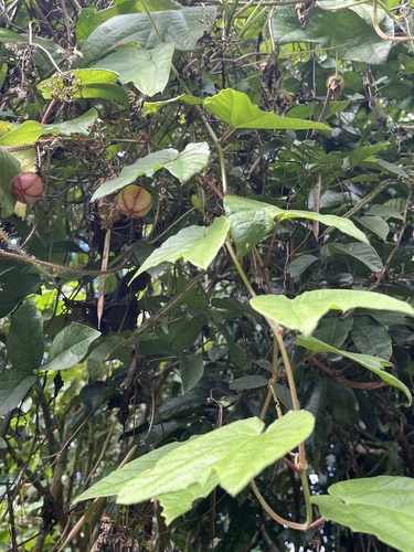 dutchman's laudanum (Passiflora rubra)