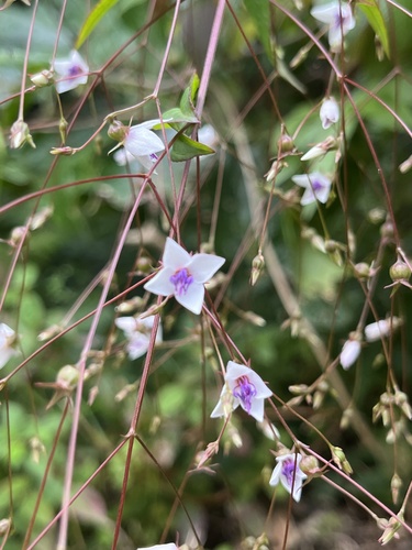 altea (Nepsera aquatica)