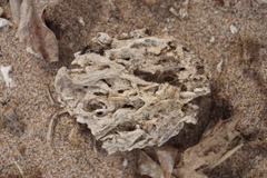 Clathria prolifera