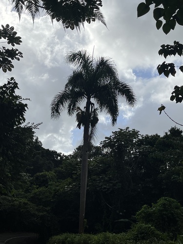 Puerto Rico Royal Palm (Roystonea borinquena)
