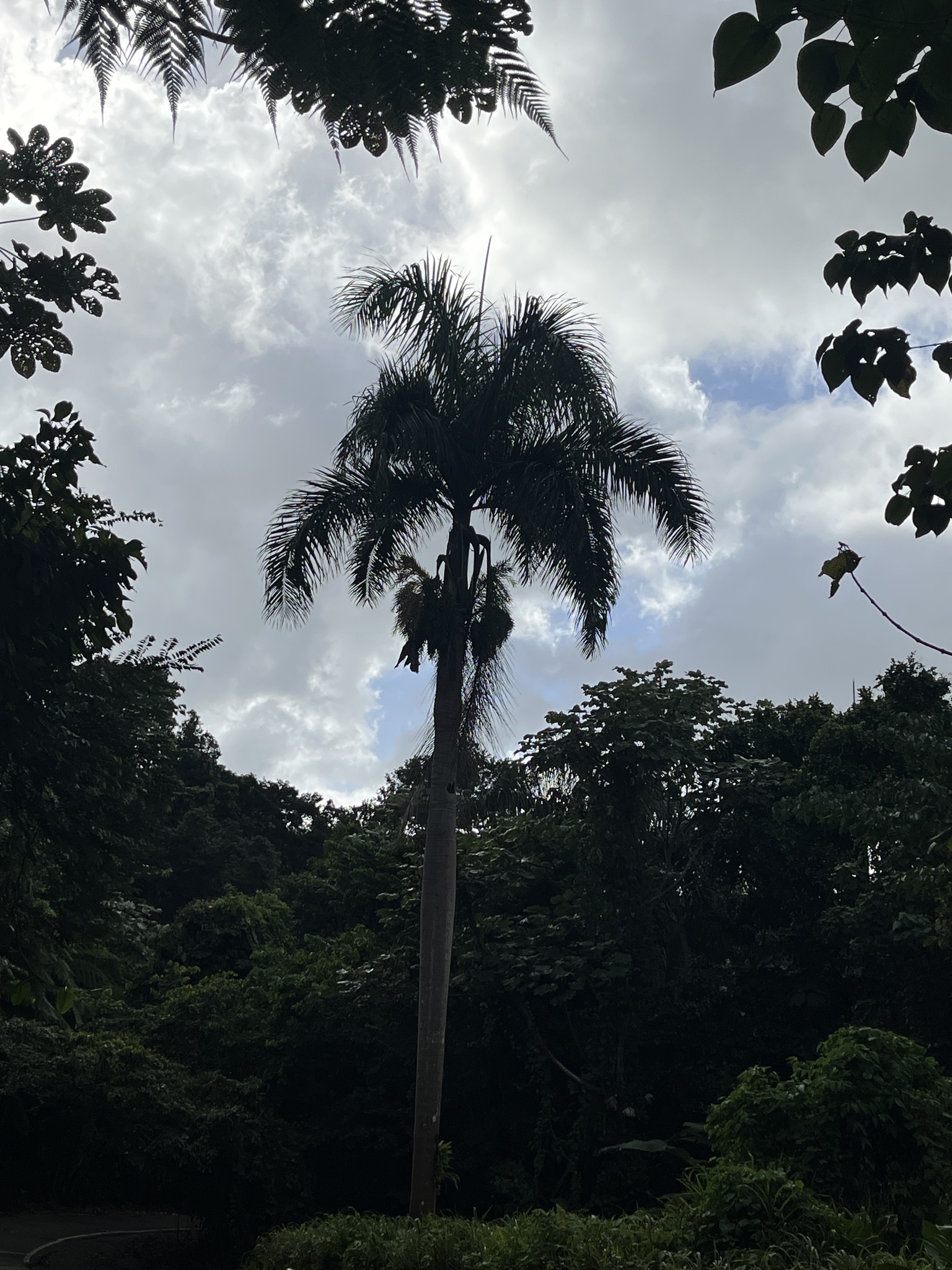Puerto Rico Royal Palm (Roystonea borinquena)