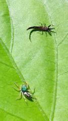 Idolothrips spectrum