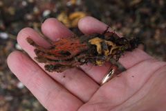 Clathria prolifera