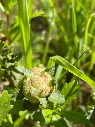 Unknown species found near Globe Lily Trail, Clayton, CA, US