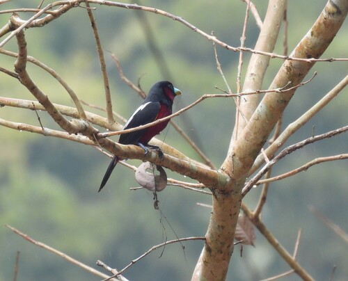 Black-and-red Broadbill (Cymbirhynchus macrorhynchos), photo 4