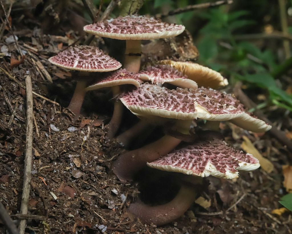 Leucocoprinus gongylophorus · March 2026 · photo: © deniszabin (iNaturalist, cc-by)