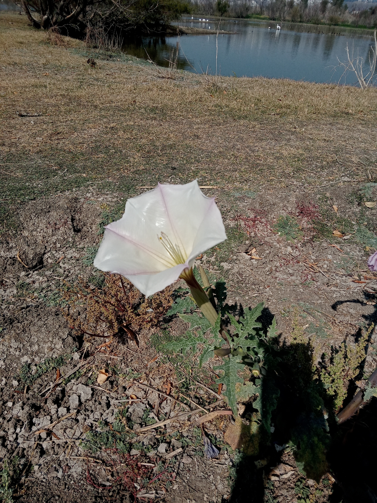 Thornapple