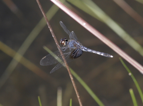 Erythrodiplax maculosa
