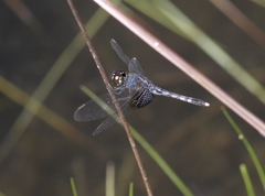 Erythrodiplax maculosa
