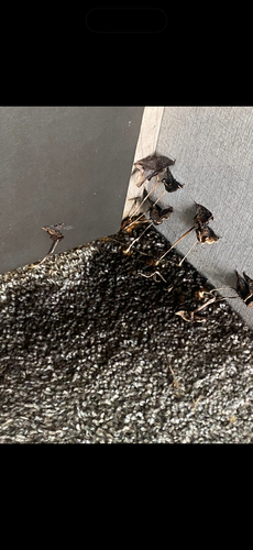 Stachybotrys observed 2025-12-15