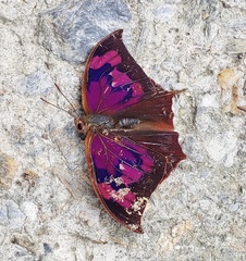 Fountainea centaurus