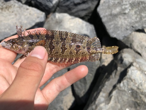 Spotted kelpfish (Gibbonsia elegans) — Clinidae — 3