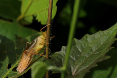 Orthoptera