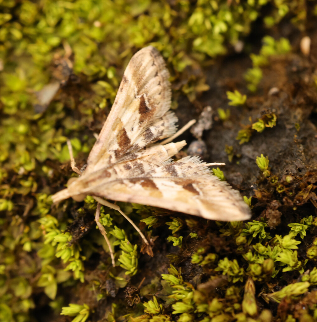 Diasemia accalis (Diasemia accalis)