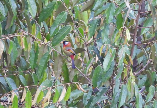 Silver-eared Mesia (Leiothrix argentauris), photo 4