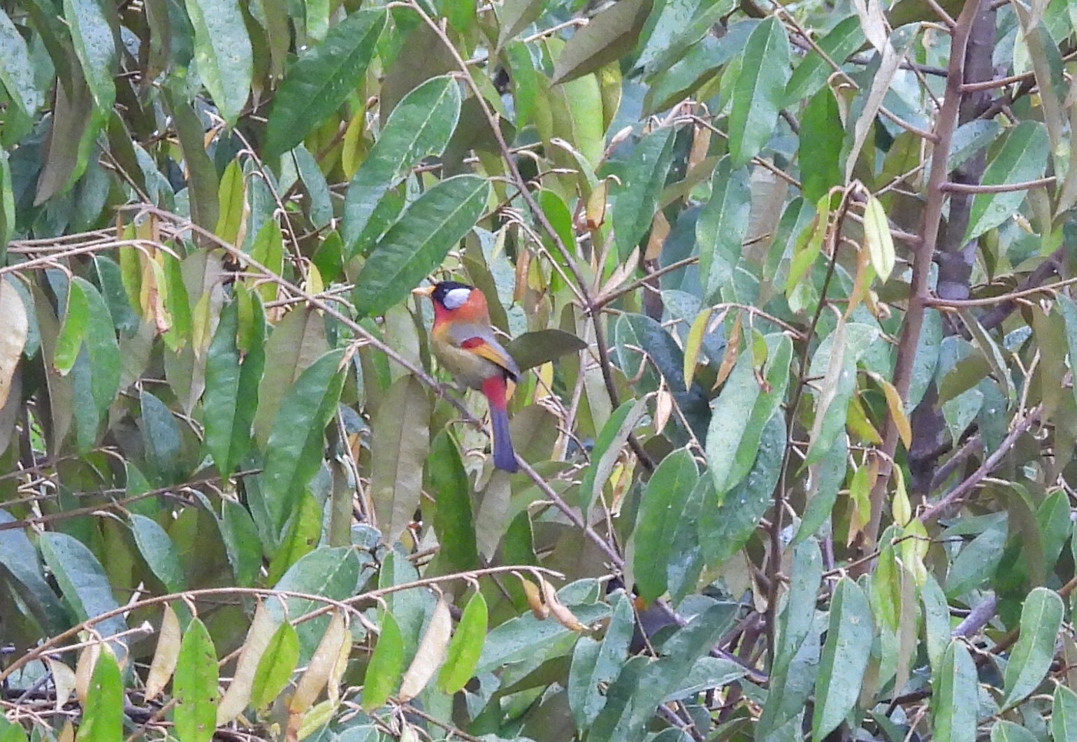 Silver-eared Mesia (Leiothrix argentauris), photo 5